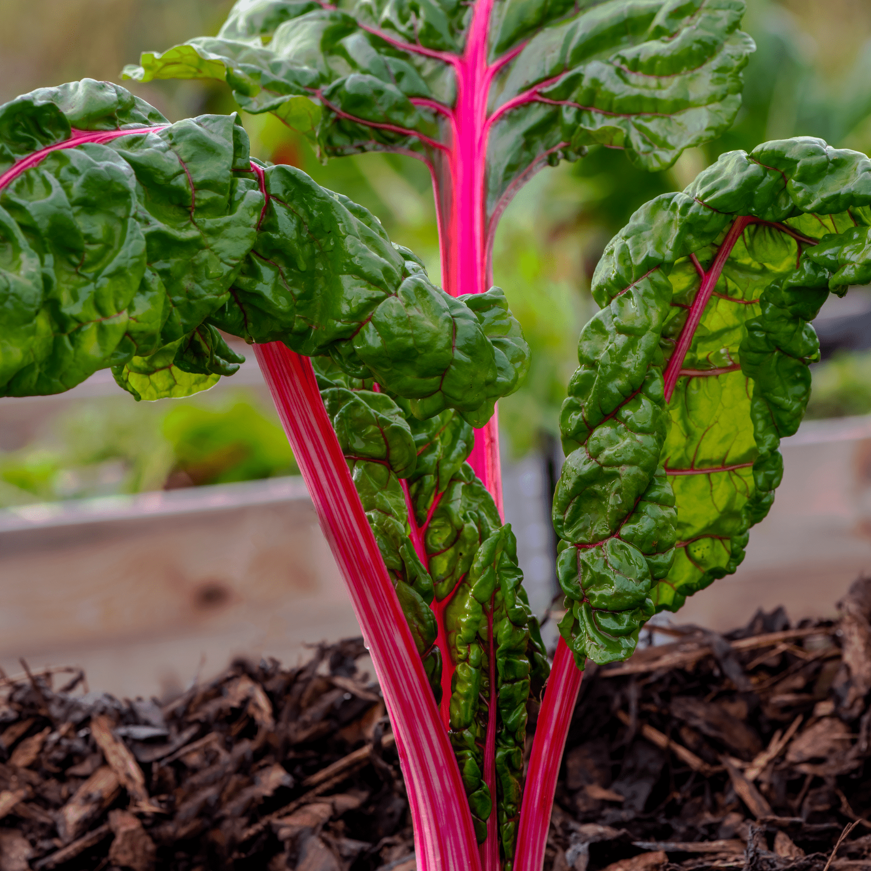 Warmoes zaden - Afbeelding 2