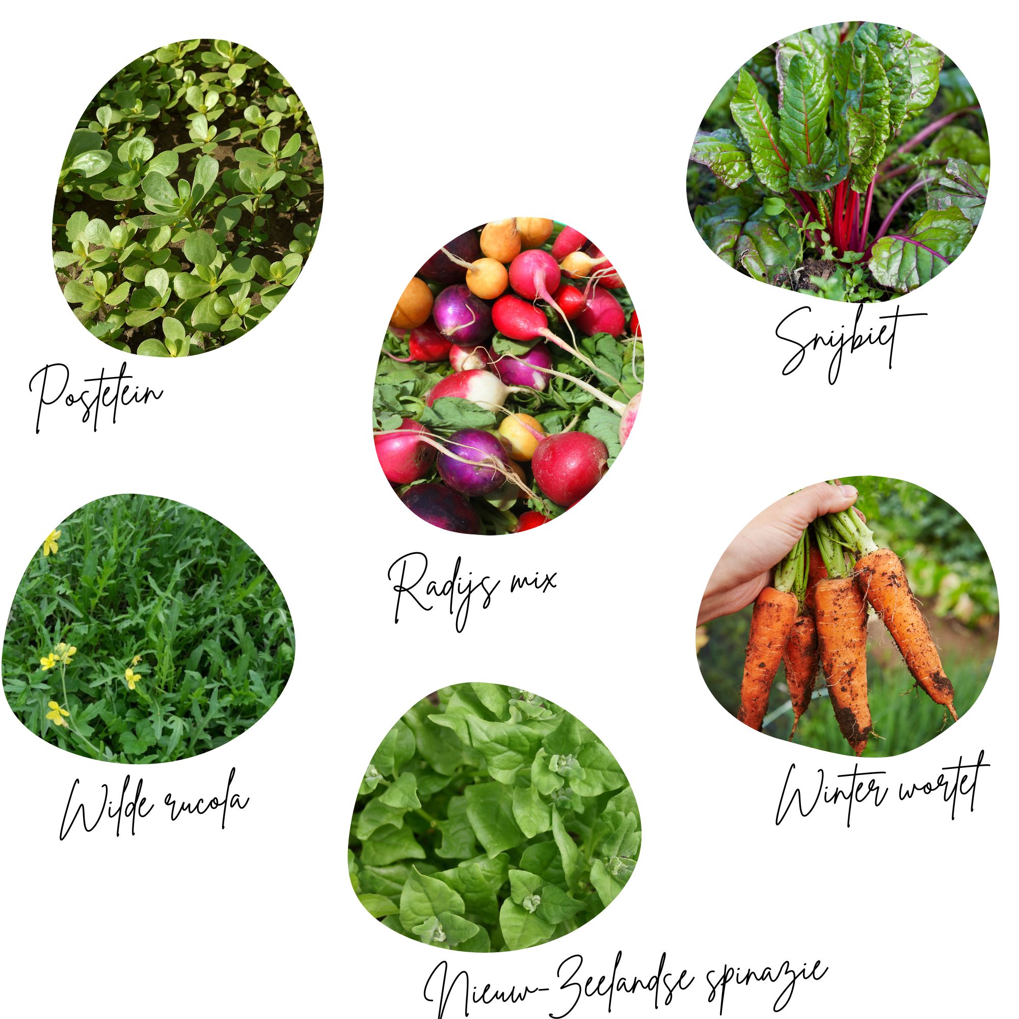 Moestuinbox Augustus met gratis zaaikalender - Afbeelding 4