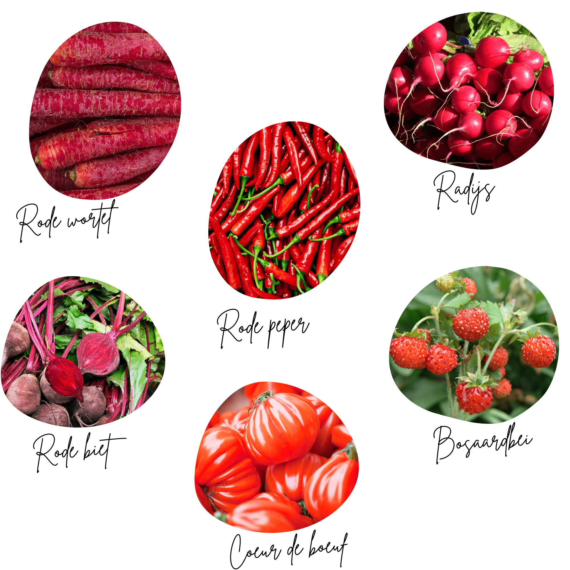 Moestuinliefde Zaaibox - Afbeelding 3