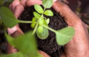 Lees meer over het artikel Blue Monday – Moestuin als Medicijn 🌱