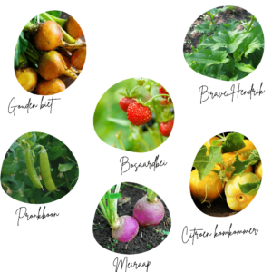 Moestuinbox Brabantse Wal groenten