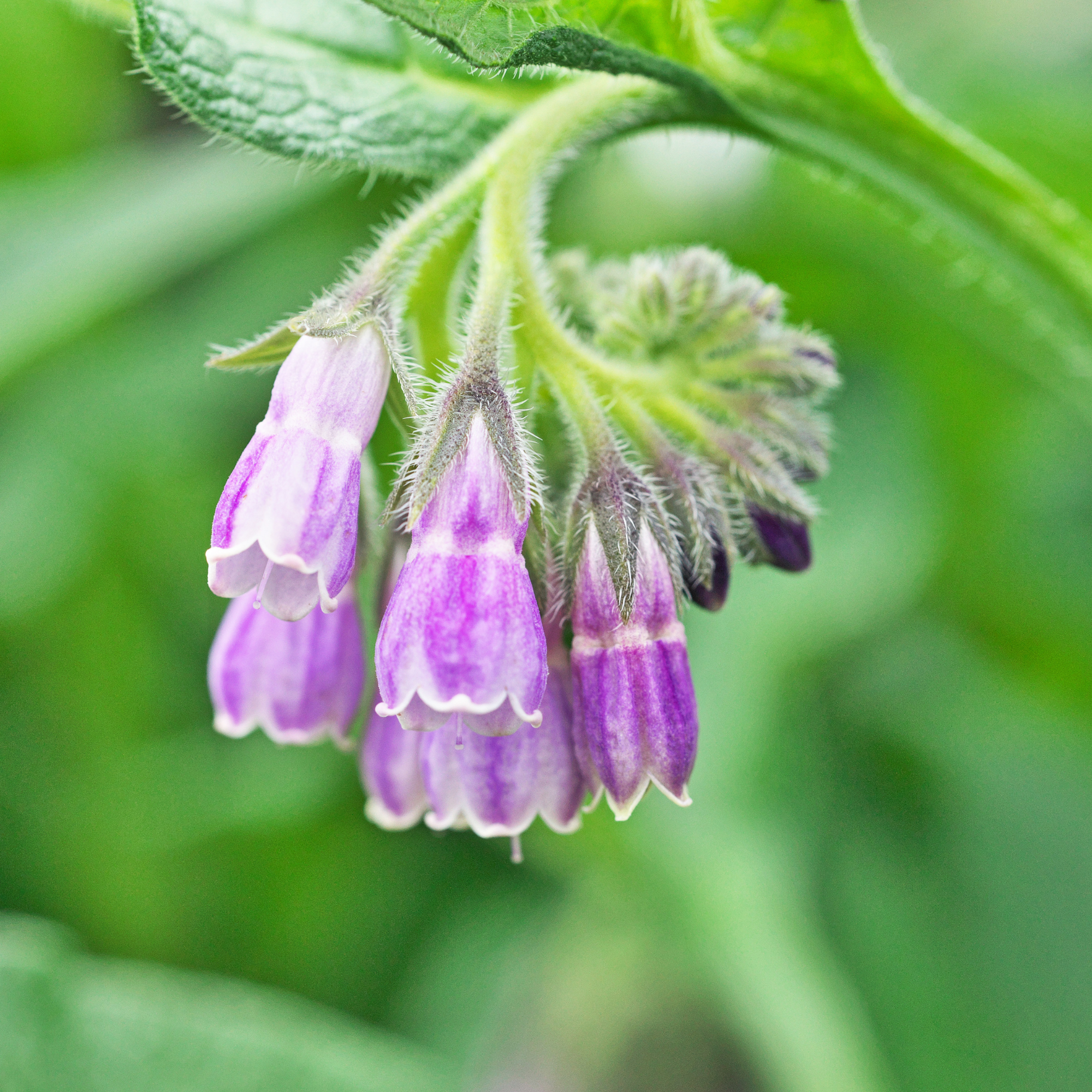 DIY Box Smeerwortelzalf - Afbeelding 2