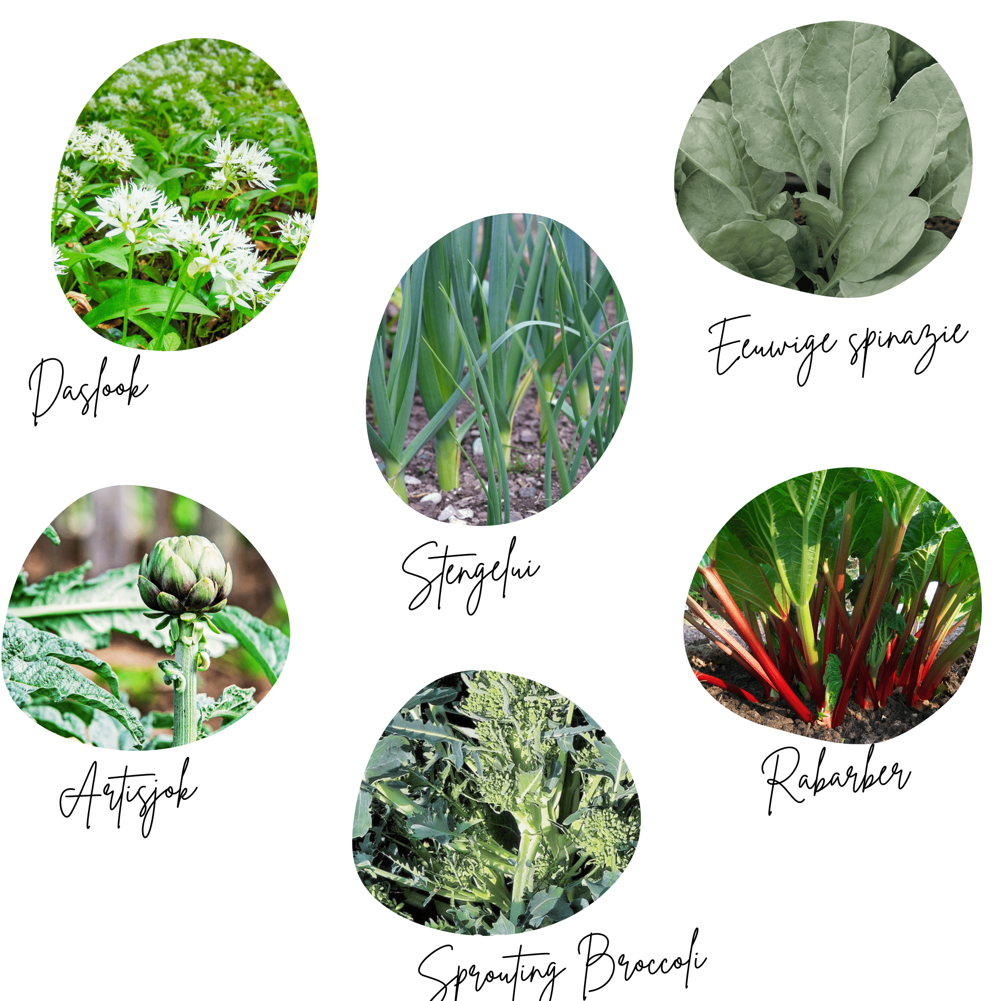 Moestuinbox Permacultuur groenten - Afbeelding 3