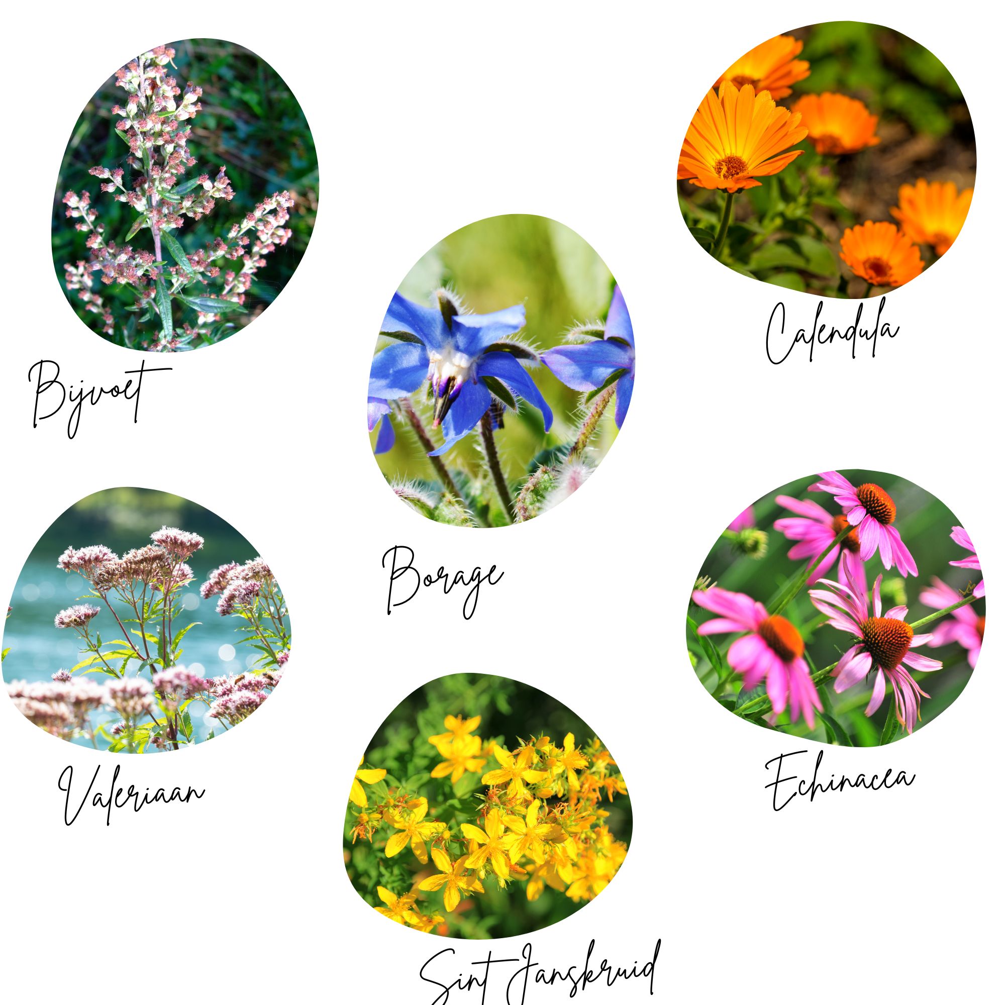 Geneeskrachtige kruiden Box - Afbeelding 3