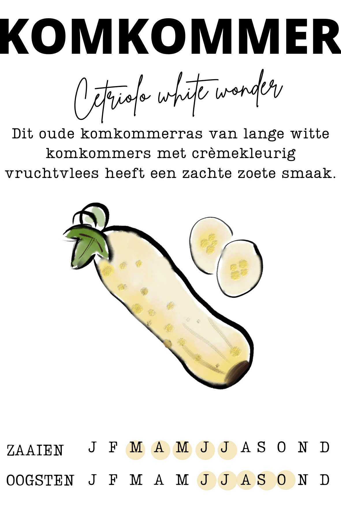 Witte komkommer zaden - Afbeelding 2