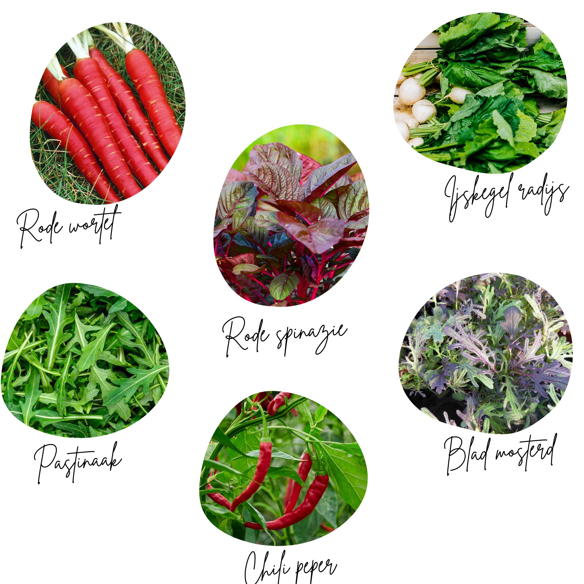 Moestuinbox Maart - Afbeelding 4