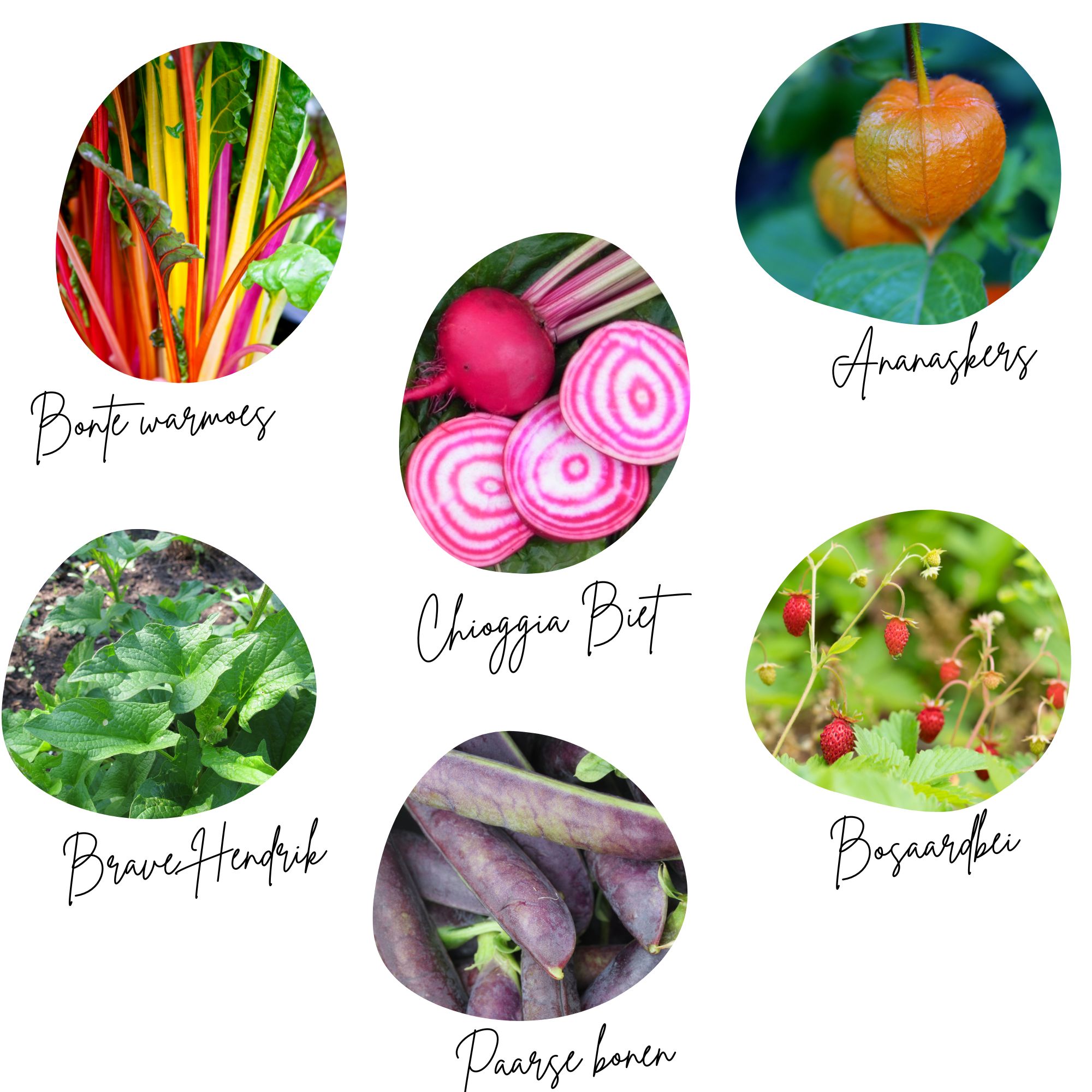 Moestuinbox April - Afbeelding 3