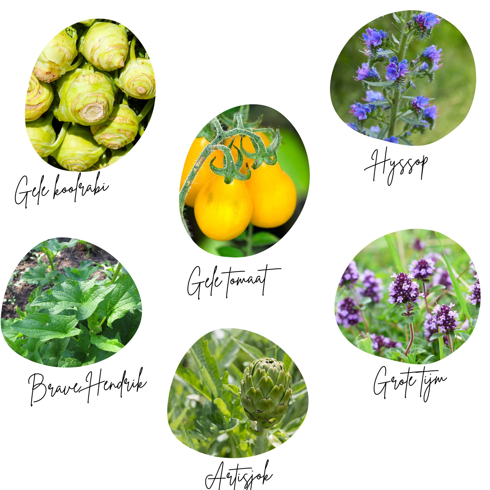 Moestuinbox Mei - Afbeelding 2