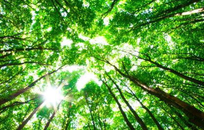 Lees meer over het artikel Bosbaden spoelt stress weg