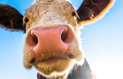 Je bekijkt nu Eet meer plantaardig en minder dierlijk