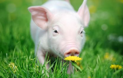 Lees meer over het artikel Als we géén bewerkt vlees eten, kunnen we jaren langer gezond leven