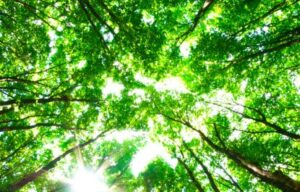 Lees meer over het artikel De natuur als duurzaam dieet: hoe groen je gezonder laat kiezen