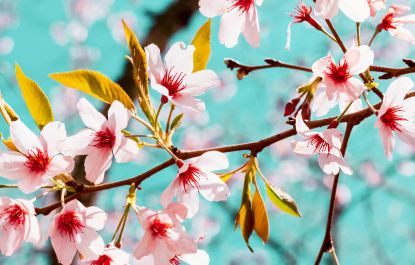 Je bekijkt nu Zelf aan het roer van je hooikoorts