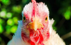 Zelf aan het roer van een gezonde leefomgeving