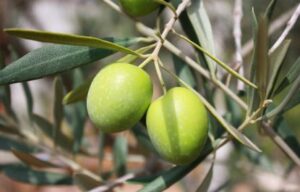 Lees meer over het artikel Bakken in Extra Vierge olijfolie