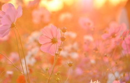 Lees meer over het artikel Meer tijd doorbrengen in de natuur goed voor jezelf én de natuur