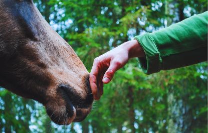 Lees meer over het artikel De band met een dier voedt je meer dan een bord met een dier