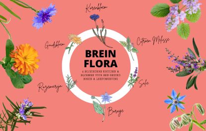 Lees meer over het artikel Brein Flora: 6 bloemen en kruiden die je brein laten bloeien
