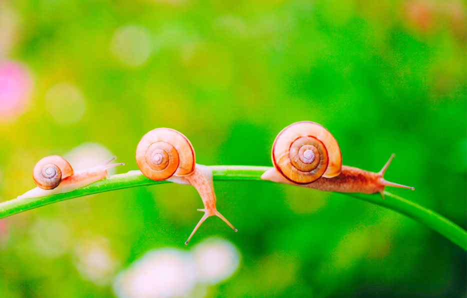 Lees meer over het artikel Een stapje, een tegel, een zaadje: wat zet jou in beweging?