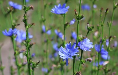 Lees meer over het artikel Wilde Cichorei