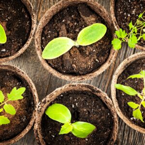 Wilde Kruiden tuintje